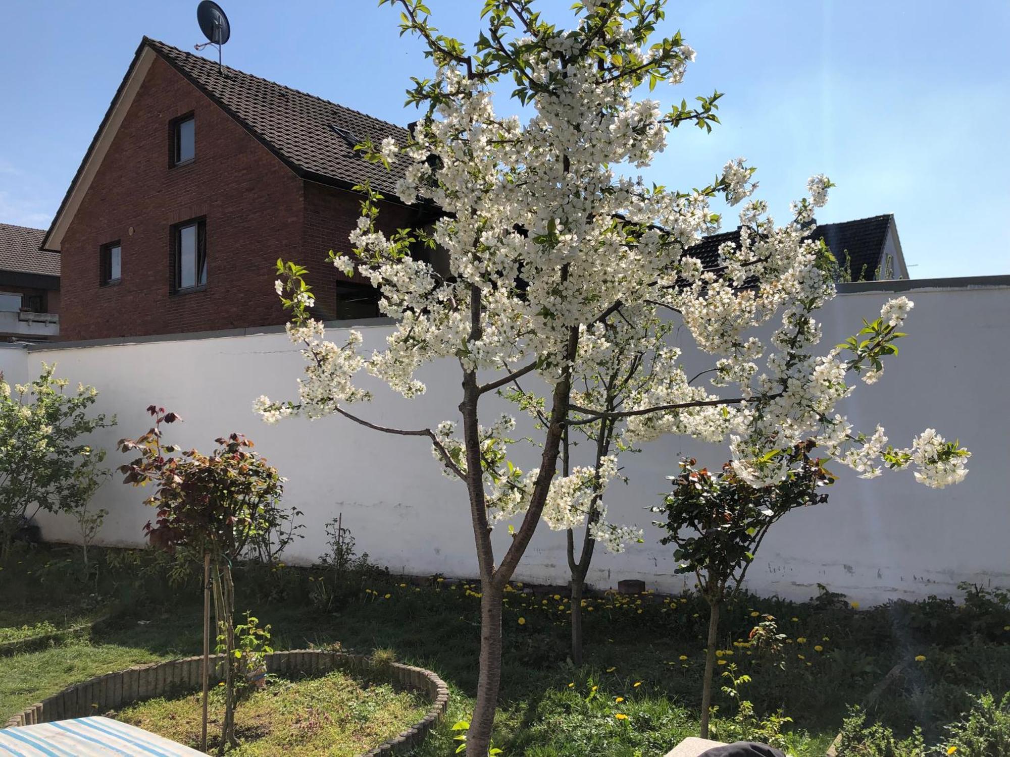 Kleve-Kellen Apartment Kleve  Exterior photo